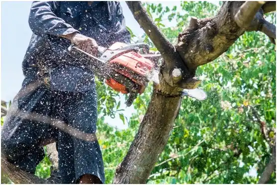 tree services Port Edwards